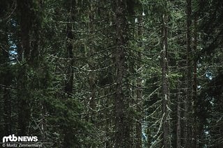 Der Wald in Les Gets ist im Spätsommer ja durchaus stimmungsvoll.