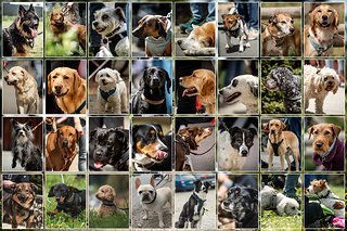 Hunde-News.de? Mal gucken. Auf den Dirt Masters gab es schonmal einen Probelauf