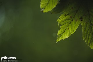 Für den ersten Trainingstag sind je nach Wetter-App bis zu 90 Liter Regen pro Quadratmeter über den Tag verteilt angekündigt