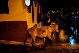 Einsamer Esel spaziert des Nachts durch die Straßen Einsamer Esel spaziert des Nachts durch die Straßen