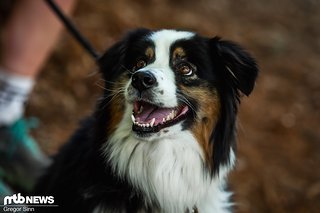 Die anwesenden Fotografen sind ähnlich glücklich und gespannt auf das morgige Training wie dieser Hund