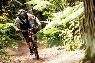 Trails im dichten Wald.