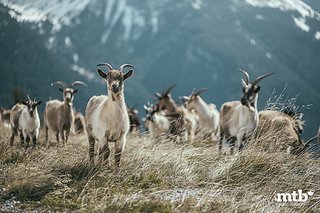 Der Neuschnee scheint ihnen nichts auszumachen. Der Neuschnee scheint ihnen nichts auszumachen.