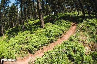 Trails mit Ästen und Stämmen zulegen, Mountainbiker bei der Polizei anzeigen