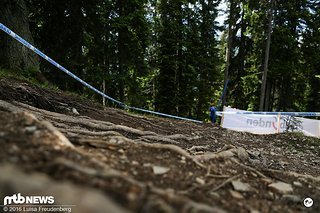 Das erste richtige Waldstück