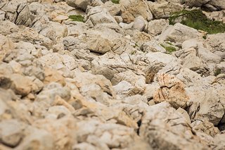 Suchbild: Murmeltier Suchbild: Murmeltier