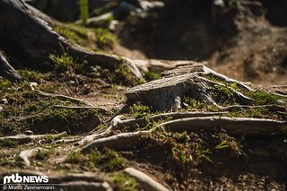 … während für die Wurzeln in der Sektion eine Extraschicht Holzpolitur aufgetrage worden ist.