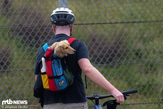 … oder Hunde … … oder Hunde …