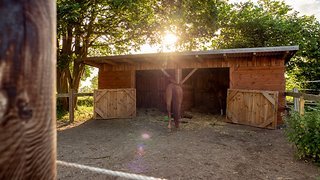 Viele Pflege-Pferde haben auf den weitläufigen Koppeln ein Zuhause gefunden. Viele Pflege-Pferde haben auf den weitläufigen Koppeln ein Zuhause gefunden.