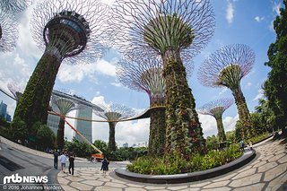 Supertrees in den "Gardens By The Bay"