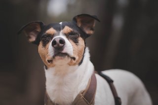 Sicher auch ab und zu mal zu hören: Jaspers Hund Oreo.