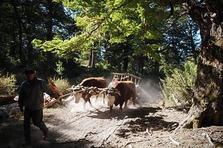 Mein Lieblingssport ist Holztransport Mein Lieblingssport ist Holztransport