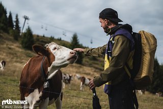 Zum Ende des Trainings kam sogar noch kurz die Sonne raus, was umgehend die prächtigen Kühe angelockt hat
