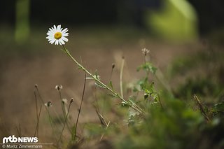 Ein Foto von einem Blümchen darf natürlich nicht fehlen