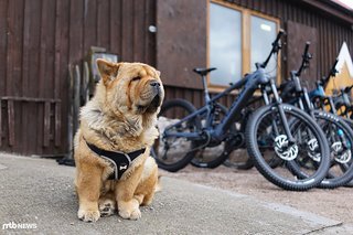 Chop Stick, der Chow Chow