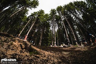 Die erste Wald-Sektion ist dank Palmen-Look optisch sehr ansprechend und gleichzeitig auch äußerst breit abgesteckt