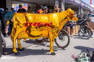 Eine goldene Kuh bei Trek. Eine goldene Kuh bei Trek.
