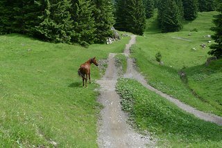 "Pferde sind Fluchttiere!" "Pferde sind Fluchttiere!"