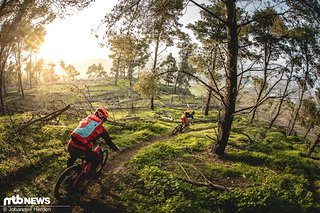 Die Sonne passt perfekt und der Trail bleibt flowig. Es geht aus dem Wald hinaus...