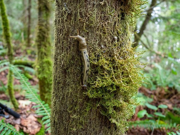 Tiere haben wir auch wieder entdeckt - in diesem Fall eine Banana Slug, die zweitgrößte Schneckenart der Welt Tiere haben wir auch wieder entdeckt - in diesem Fall eine Banana Slug, die zweitgrößte Schneckenart der Welt