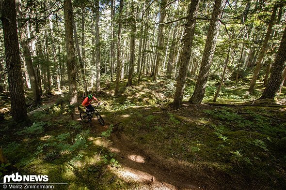 Uphill durch den kanadischen Forst: Der Hinterbau ist einerseits wippfrei, bietet aber andererseits ausreichend Traktion, um sowohl wurzeligen Waldboden als auch loses Terrain gut erklettern zu können Uphill durch den kanadischen Forst: Der Hinterbau ist einerseits wippfrei, bietet aber andererseits ausreichend Traktion, um sowohl wurzeligen Waldboden als auch loses Terrain gut erklettern zu können