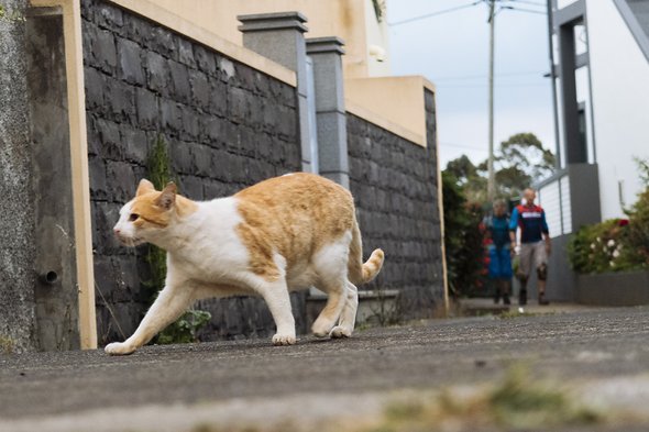 … und streunender Katzen. … und streunender Katzen.