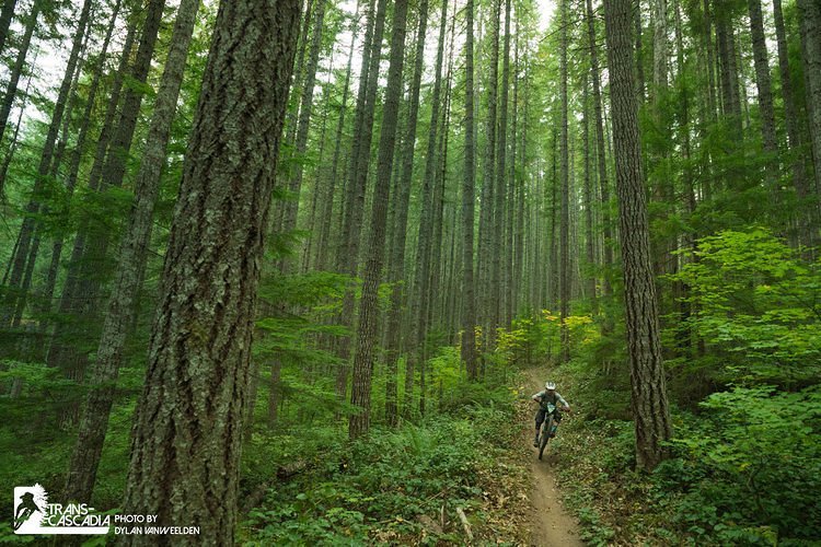 Wer würde nicht gerne mal durch einen solchen Wald fahren? Wer würde nicht gerne mal durch einen solchen Wald fahren?