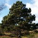 Prechtoldsdorfer Heide-Joshua Tree (2)-lynskey
