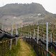 Durch die Weinreben des Etschtals: Das Sunshine Race in Nals gilt seit Jahren als wichtige Standortbestimmung im Frühjahr einer Rennsaison