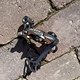 IMG 6755