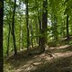 Gratis Wurzeltrail