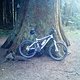 Bike Baum