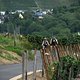 IMG 7091