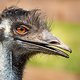 Dieser Emu ...