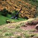 Rabe in Edinburgh - Arthur&#039;s Seat / Schottland