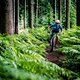 Im Wald für einen Dauertestbericht