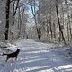 Schöne Runde im Schnee mim Hundi, Pace: 13:26 /km, HF: 108 bpm