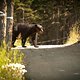 Whistler Crankworx Enduro - bears crossing