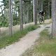Bikepark drop