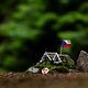 Kaum ein Veranstaltungsort besitzt eine derart hohe Reputation wie Nové Město na Moravě