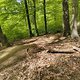 Gratis Wurzeltrail