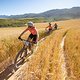 Riders on stage 3 of the 2021 Absa Cape Epic Mountain Bike stage race from Saronsberg to Saronsberg, Tulbagh, South Africa on the 20th October 2021

Photo by Kelvin Trautman/Cape Epic

PLEASE ENSURE THE APPROPRIATE CREDIT IS GIVEN TO THE PHOTOGRAPHER