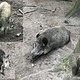 Wildschweinrotte im Tegeler Forst