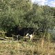 Mühlensee bei Schwante, freilaufende Kühe