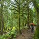 BC Squamish - 50 Schades of Green