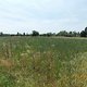 Rettet die Bienen Wiese by Nabu