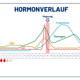 Normaler Hormonverlauf