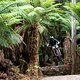 Brook Macdonald performs during  practice at Red Bull Hardline  in Maydena Bike Park,  Australia on February 23,  2024 // Graeme Murray / Red Bull Content Pool // SI202402230520 // Usage for editorial use only //