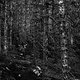 Devinci - Evan Wall Video Project 2022 - Liam Wallace LOW RES-07321