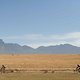 Elefanten? Riesenschafe? Rinder? Ganz weiß man nicht, was sich hier im Hintergrund aufhält. Foto: Kelvin Trautman/Cape Epic/SPORTZPICS